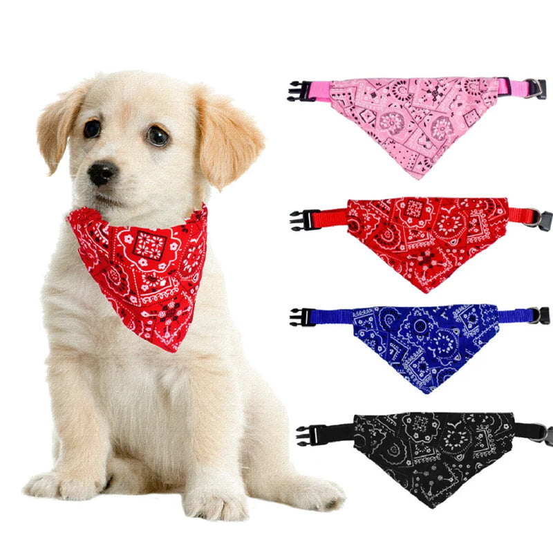 🌸🐾 Coleira com Bandana Floral&nbsp;
